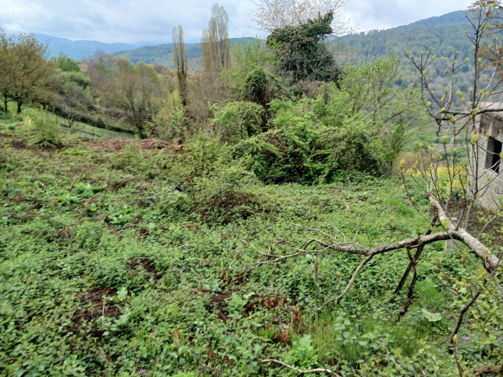       ZONGULDAK KİLİMLİ KURTKÖY DE 342M² BAHÇEMİZ SATILIKTIR - ZONGULDAK KİLİMLİ fotoğraf 14